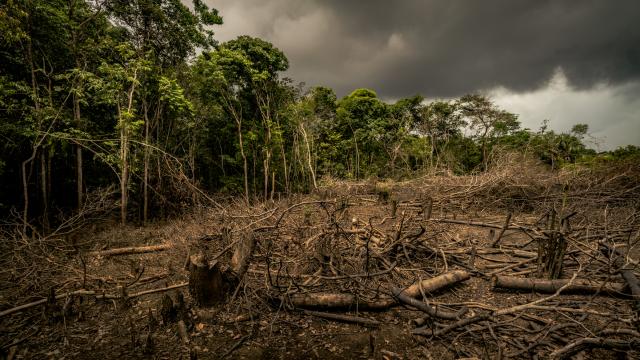 Amazon deforestation, Colombia.