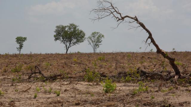 ecent deforestation in the Cerrado in Brazil,