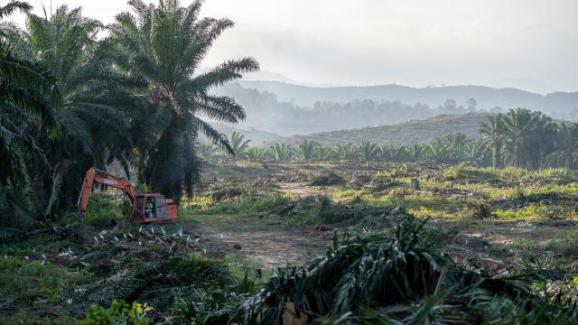 Egrets surround a digger working on an oil palm plantation at Sabah Softwoods in the state of Sabah, Borneo