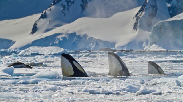 Three killer whales (Orcinus orca) 