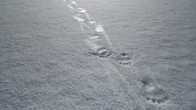 Polar bear footprints. Last Ice Area, Pond Inlet, Nunavut, Canada.