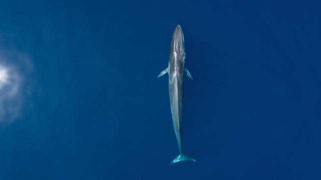 Fin whale (Balaenoptera physalus)