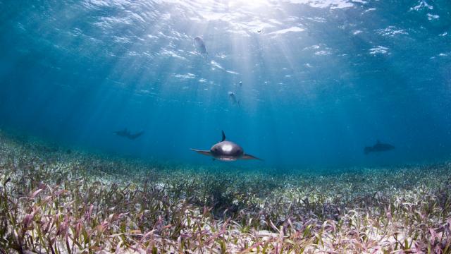 Nurse shark seen while scuba diving at Shark and Ray