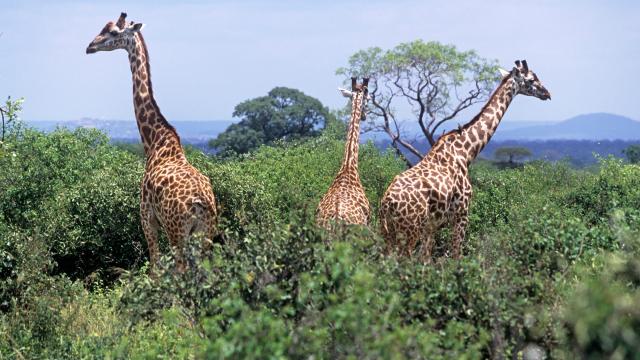 Giraffes (Giraffa camelopardalis) Tsavo East, Kenya