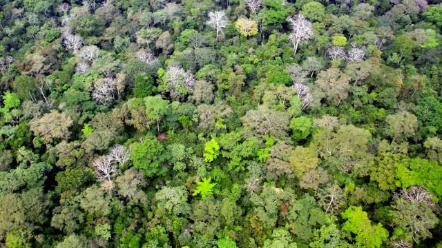 Aerial view of rainforest canopy, approaching Bayanga town, Central African Republic