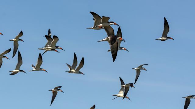 Flock of black skimmers (Rynchops niger)