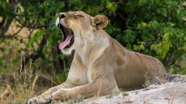 Female lion (Panthera leo) 