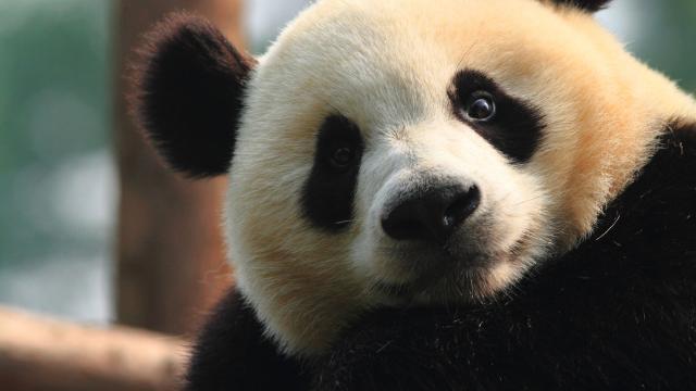 A wild Panda in China