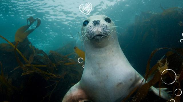 Learn to Love Nature Coastal Seas Theme