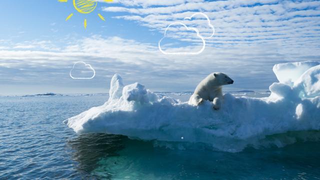 Polar bear on ice