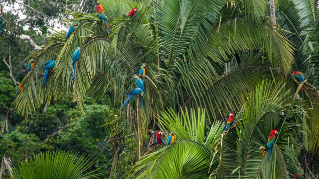 Macaws at the Tambopata National Reserve in the Peruvian Amazon Basin. Peru.