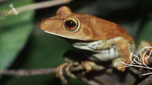 LTLN Biomimicry Banner