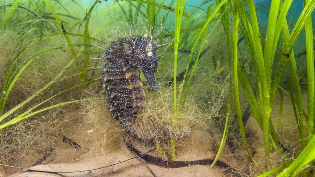 Spiny seahorse (Hippocampus guttulatus) female in a meadow of seagrass.