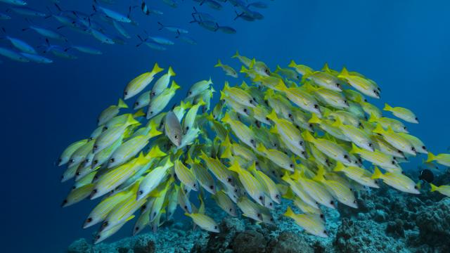 Seabed, coral reefs, Indian Ocean