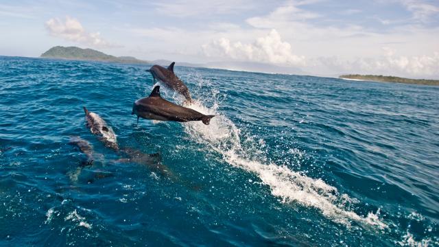Spinner dolphins swimmming off the coast of Tetepare, Solomon Islands.