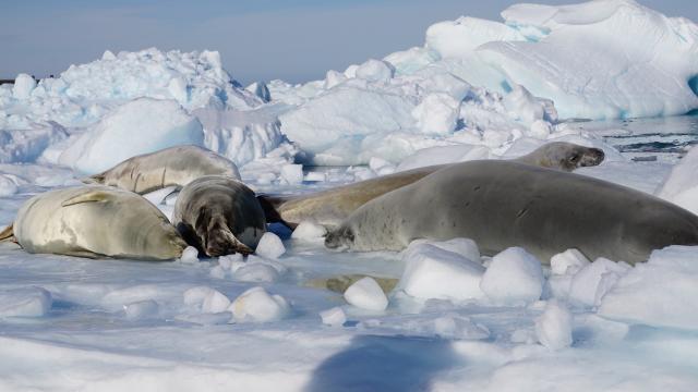 Sleeping seals
