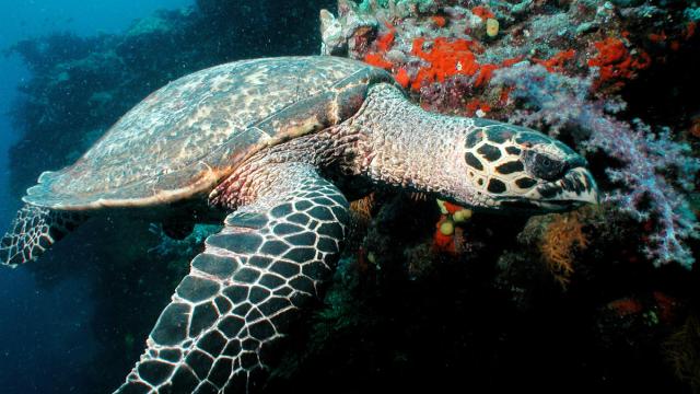 Eretmochelys imbricata, Hawksbill turtles live on coral reefs where their favourite food, sponges, are most plentiful. Fiji