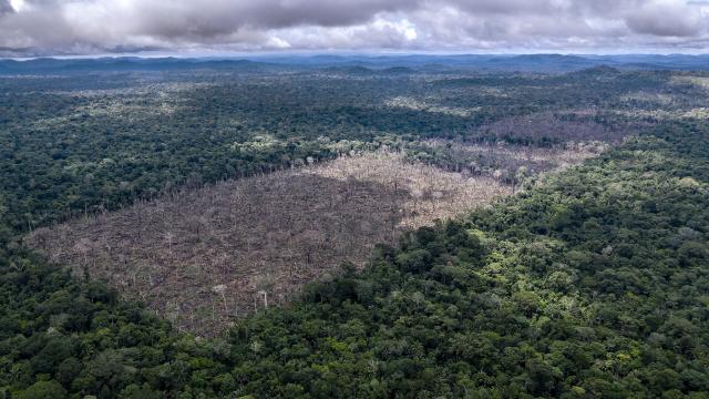 Illegal deforestation found in the indigenous Uru-Eu-Wau-Wau territory. 