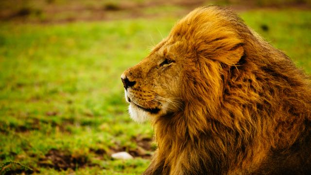 A male adult lion laying down in the grass while it rains.