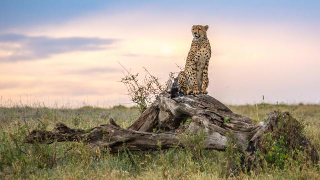 Cheetah (Acinonyx jubatus) in the Namiri Plains of the Serengeti, Tanzania