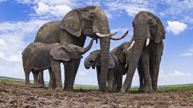 frican elephants (Loxodonta africana) at a waterhole