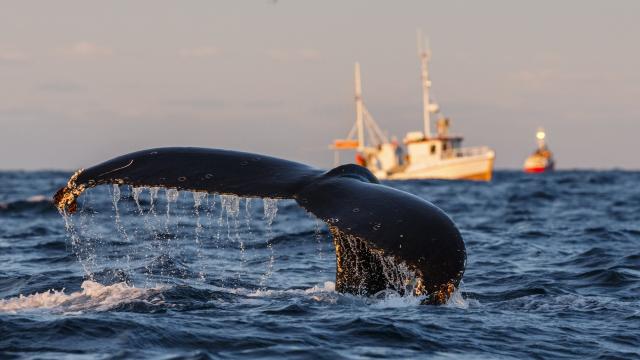 Humpback whale (Megaptera novaeangliae) fluke with fishing boats in background