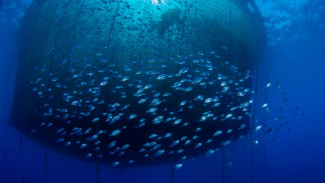 Fish farming, aquaculture nets.