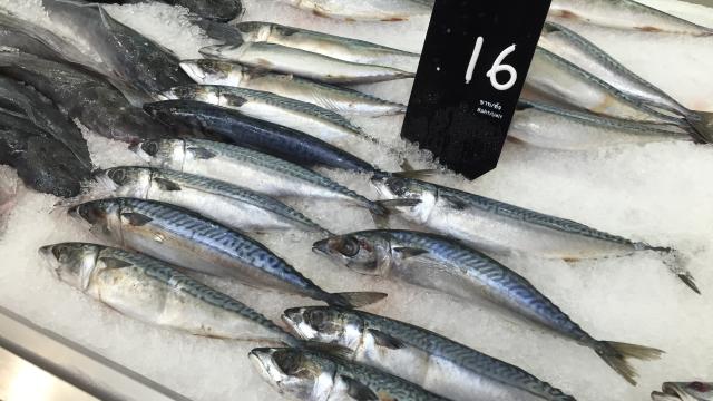Atlantic Mackerel, Thailand