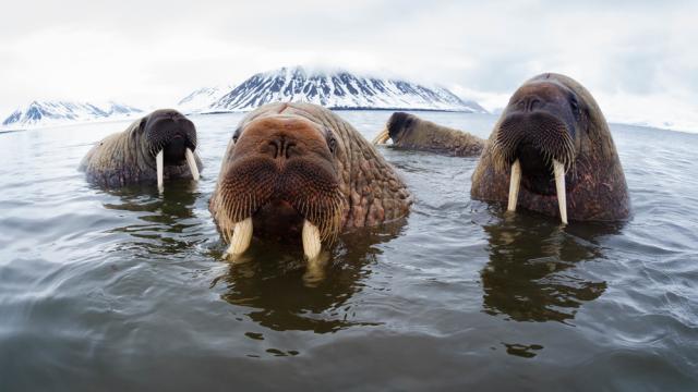 Atlantic walruses (Odobenus rosmarus rosmarus) hanging out in shallow water