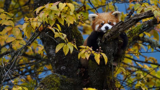 Red panda or Lesser panda (Ailurus fulgens) sitting ina tree