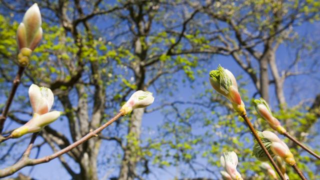 uds and leaves emerging from a Sycamore tree in spring in Ambleside, UK