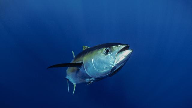 Giant Yellowfin Tuna (Thunnus albacares), Mexico, Pacific Ocean.