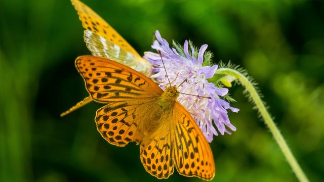 Silver-washed fritillary