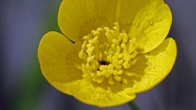 Meadow buttercup (Ranunculus acris)