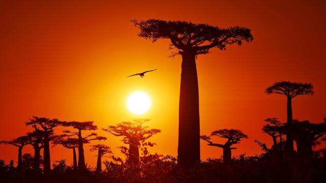 Baobab trees in the allée des baobabs (alley of baobabs) in the western coastal region of Madagascar. 