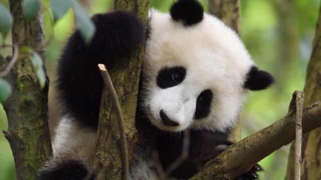Giant Panda, (Ailuropoda melanoleuca), Chengdu Panda Breeding Centre, Sichuan, China. Captive 