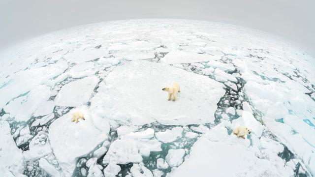 Polar Bears on Ice Sheet