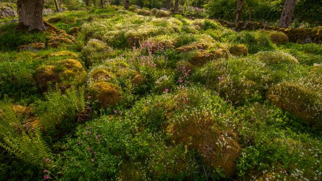 Where limestone pavement has been allowed to regenerate, plant life grows and the landscape in the Wild Ingleborough project site moves towards a wilder, more natural state.