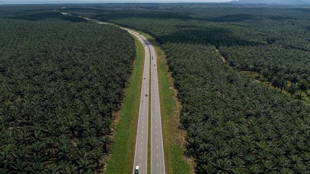 Motorway through Sawit Kinabalu oil palm plantation in Tawau, Sabah,