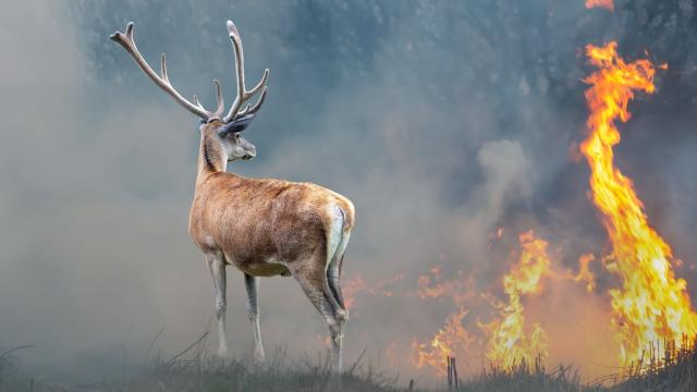 Deer near flames