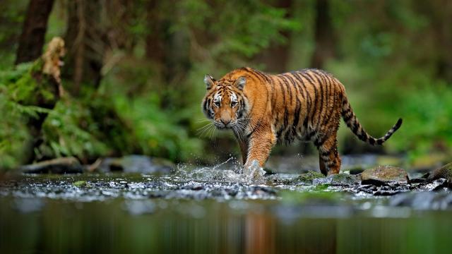 Siberian Tiger, or Amur tiger, (Panthera tigris altaica) walking in the water in Russia. 