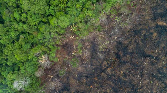Aerial view of deforestation of the Amazon rainforest