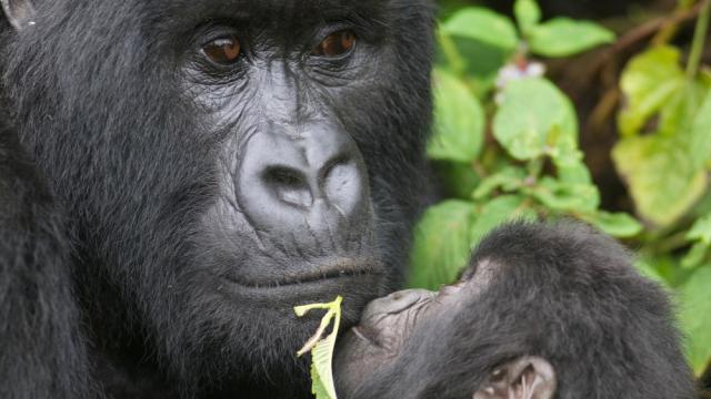 Silverback gorilla (Gorilla beringei beringei) and infant, Virunga Mountains, Rwanda, Africa 