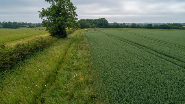 Wildflower wild verges and hedges