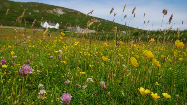 Flower meadow in Wales