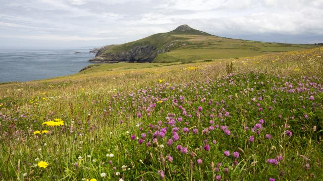 Pembrokeshire coast, Wales. Image of coastline and wildflowers towards Penberry.