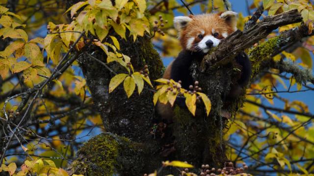 Red panda or Lesser panda (Ailurus fulgens) sitting ina tree with yellow leaves in the humid montane mixed forest, Laba He National Nature Reserve, Sichuan, China