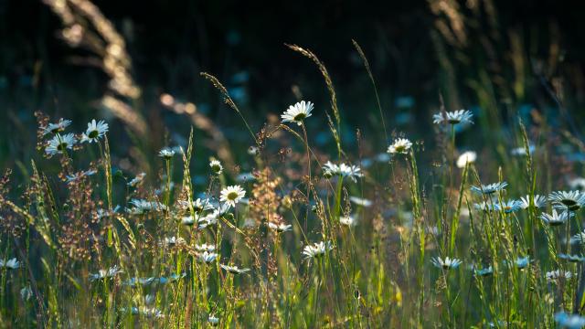 Backlit wildflower meadow in the golden light