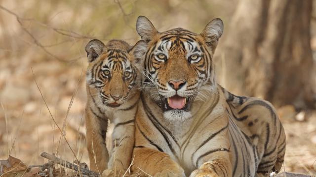 Tiger and cub