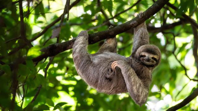 Cute sloth hanging on tree branch with funny face look, perfect portrait of wild animal in the Rainforest of Costa Rica scratching the belly, Bradypus variegatus, brown-throated three-toed sloth